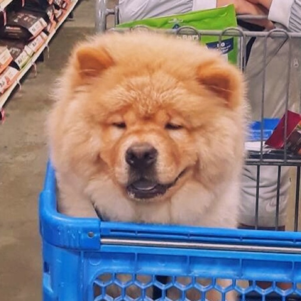 Meet your Posher, Jocelyn